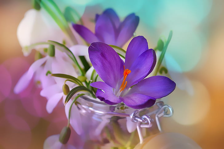 purple crocus flower and white spring snowflake flowers in clear glass canister