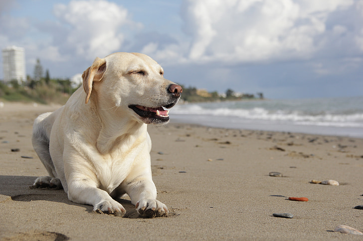adult yellow Labrador retriever prone lying on seashore at daytime