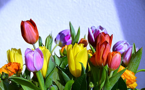 bunch of assorted-color tulip flowers