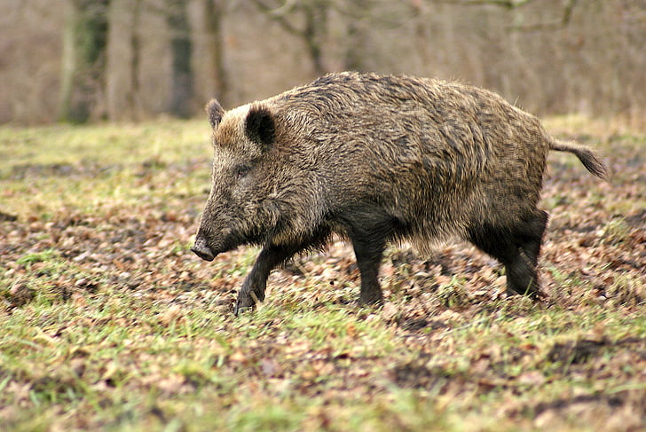 wild boar on the grass field