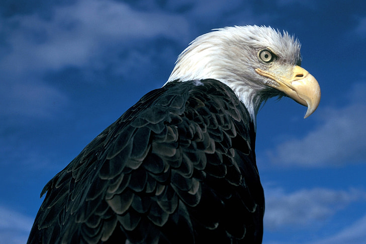 bald eagle low angle photography