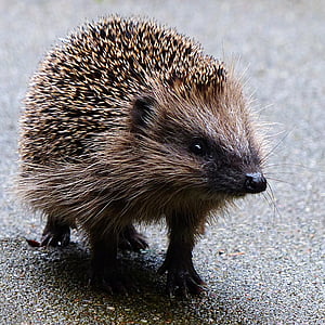 hedgehog walking on road