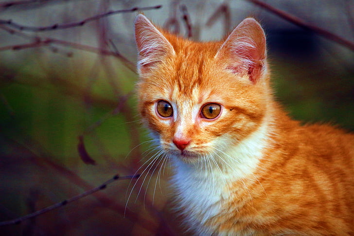 selective photo of orange tabby cat