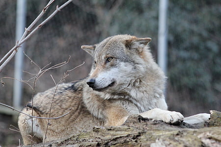 brown and white wolf resting on brown rock