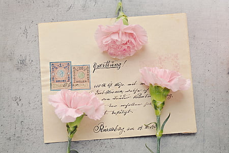 photo of three pink petaled flowers on paper