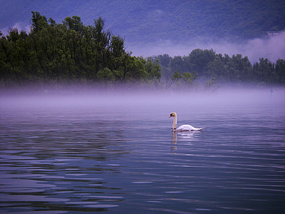 swan on body of water with fogs