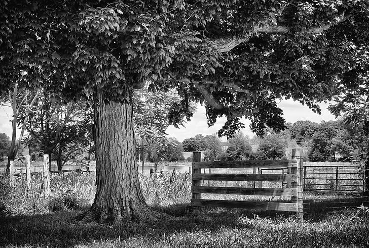 grayscale photo of tree beside fence