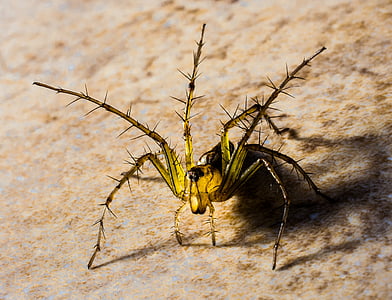 black and yellow lynx spider in close-up photography