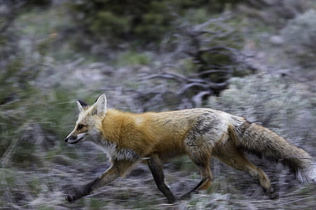 wildlife photography of running brown and white fox