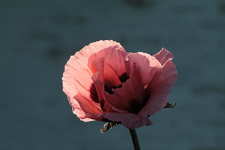pink Shirley poppy flower in bloom at daytime
