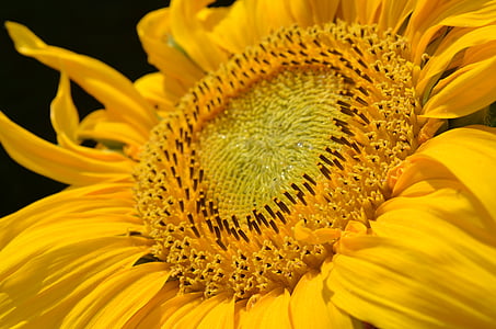 closeup focus photo of yellow sunflower
