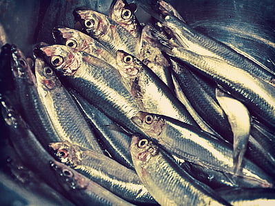 bowl of sardines