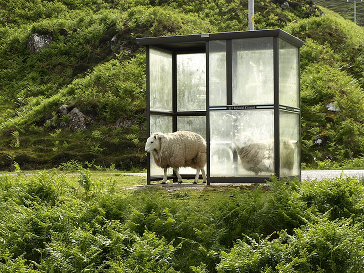 sheep on green grass