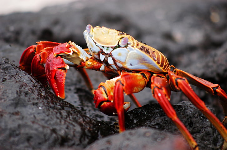 close up photo of orange and yellow crab on rock