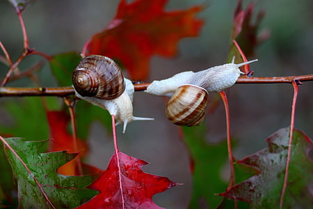 two brown snails perching on red leaf tree