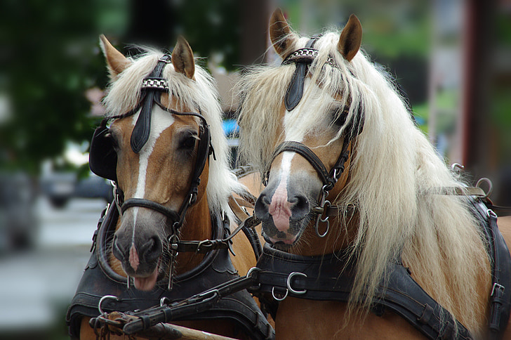 two brown horses with black leather collars