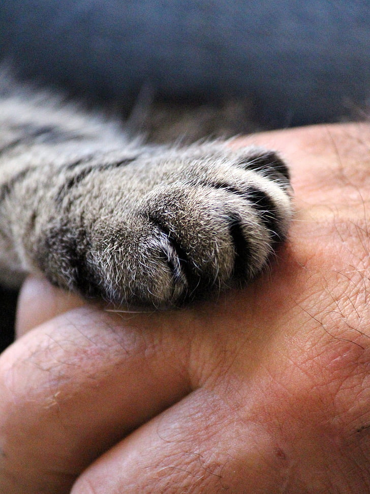 person holding silver tabby cat paw