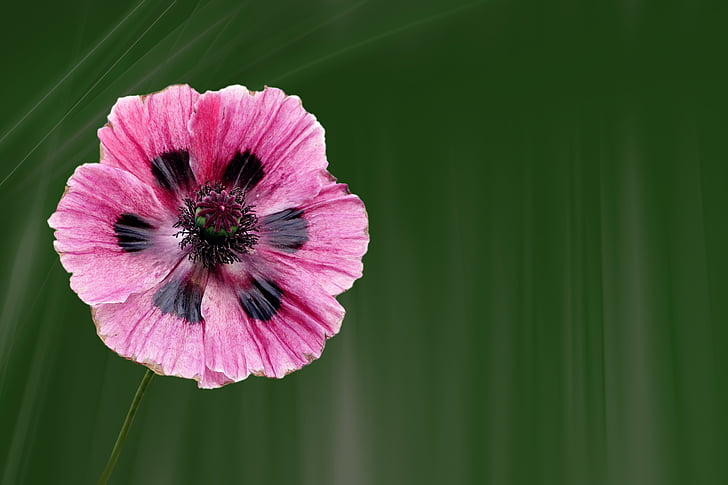 pink and black poppy in bloom at daytime