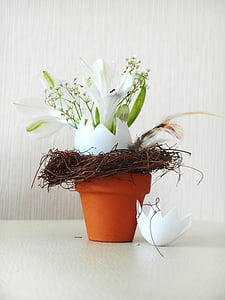 potted white petaled flower