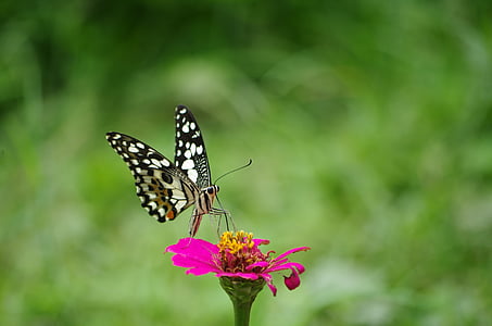 focus photography of white and black butterfly perched on pink flower