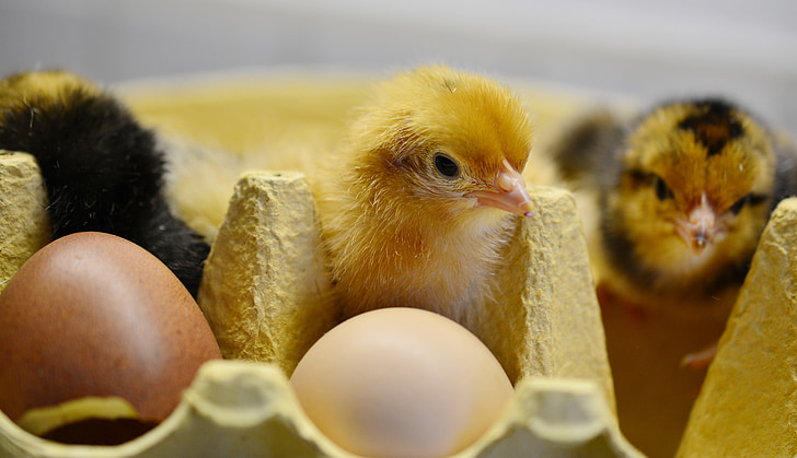 three chicks beside eggs