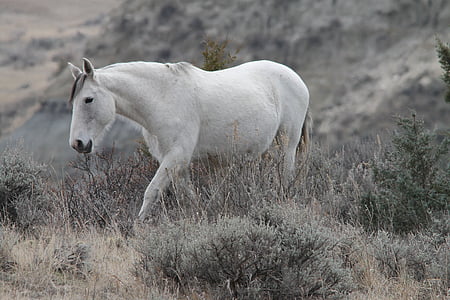 white horse near grass at daytime