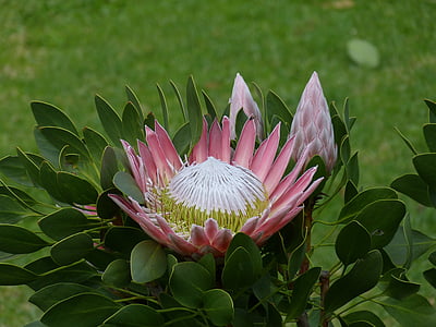 pink and white petaled flower in bloom during daytime