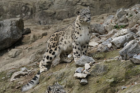 brown and black leopard beside raw stone at daytime