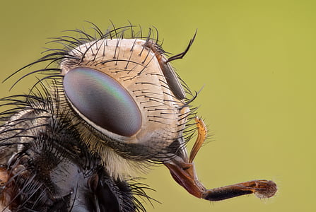 macro photography of insect