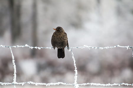 selective focus photography of brown bird perched on hog wire fence