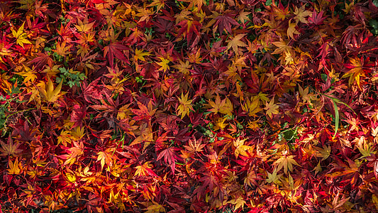yellow and red leaf lot