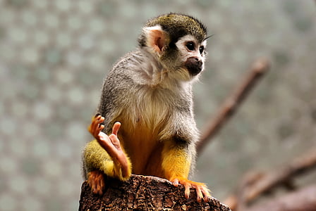white and brown monkey standing on cut log