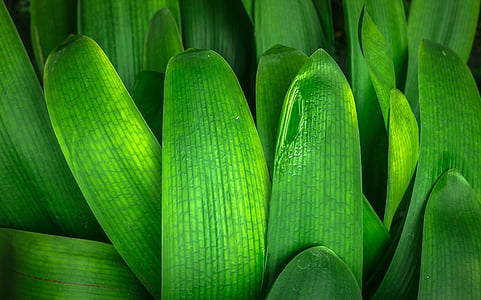 close up photography of green leaf plant