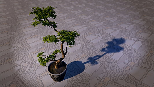 green bonsai with pot on the floor