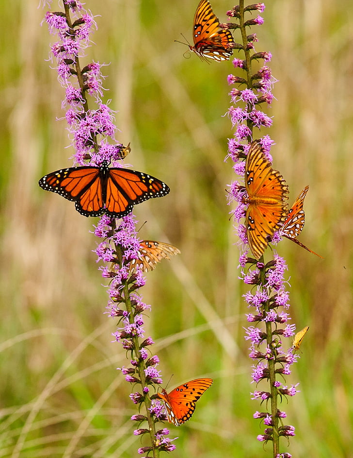 monarch butterfly and gulf fritillary butterflies on pink flower