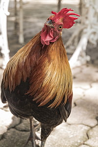 closeup photo of brown and black rooster