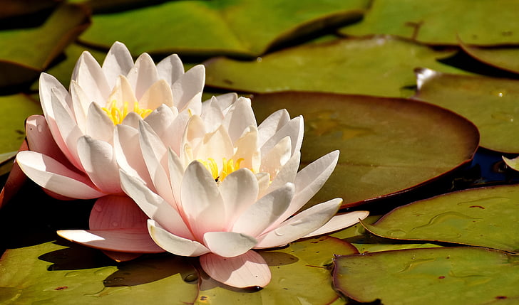 white water lily on body of water
