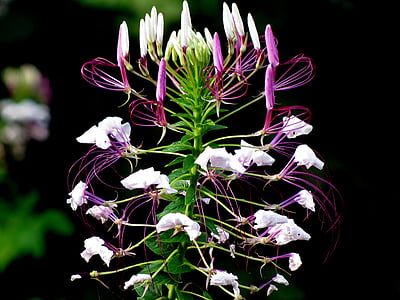 white and purple flower in close-up photography