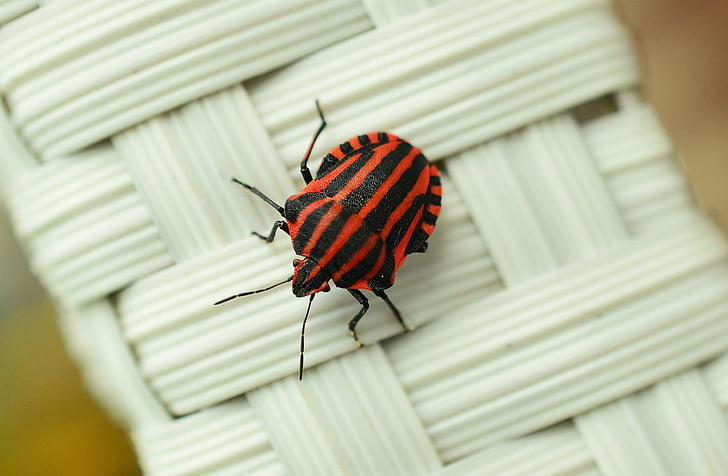 Italian striped beetle on white wicker surface