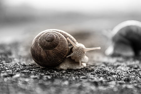 selective focus photo of brown snail