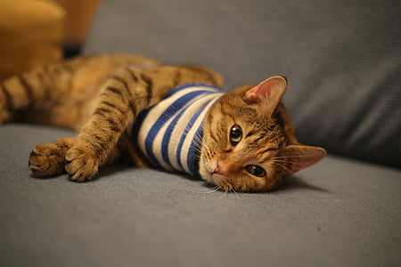 brown tabby cat lying on sofa