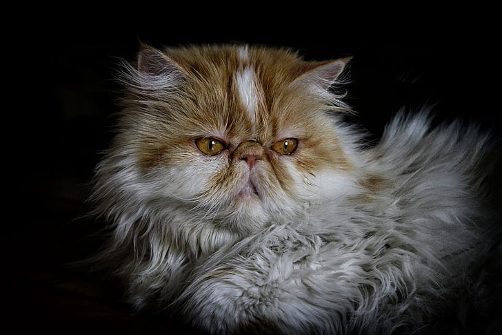 close up photography of long-fur white and brown cat