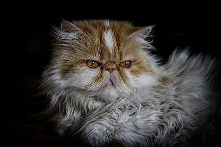 close up photography of long-fur white and brown cat