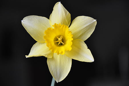 beige wild daffodil flower