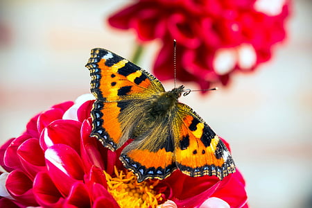 tilt shift lens photography of yellow and black butterfly on red flower