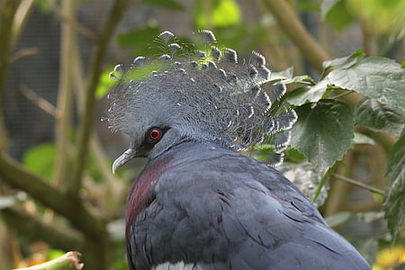 closeup photo of gray bird near green leaf
