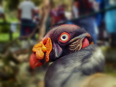 selective focus photography of king vulture