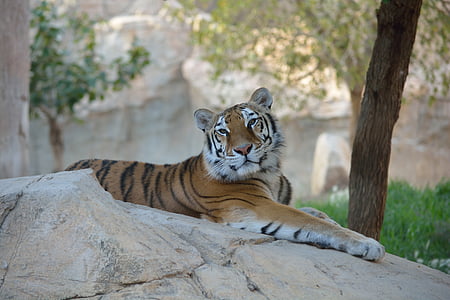 wildlife photography tiger laying on white rock
