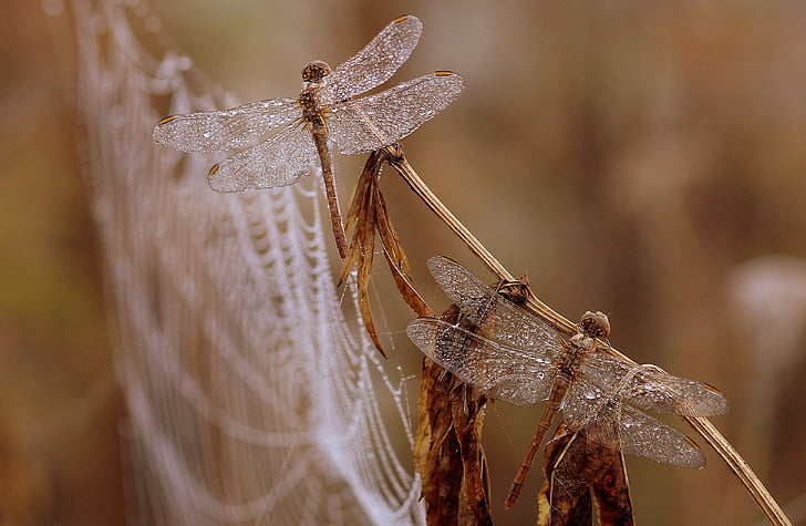selective focus photography of brown dragonflies