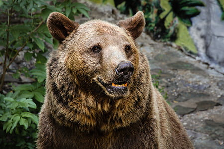 photo of brown bear